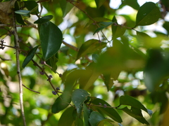 Memecylon talbotianum