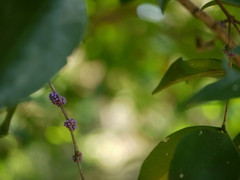 Memecylon talbotianum