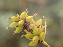 Carex atrosquama