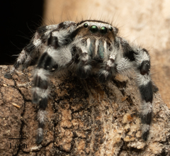 Phidippus tyrrelli
