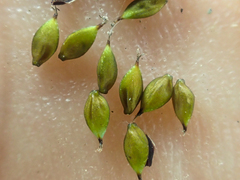 Carex atrosquama