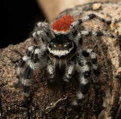 Phidippus tyrrelli