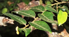 Maytenus peduncularis