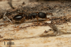 Leptothorax