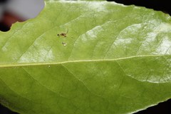 Maytenus peduncularis