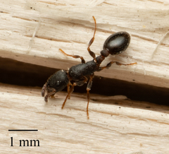 Leptothorax