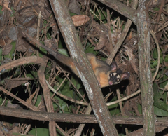 Philander opossum