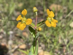 Aspicarpa hirtella