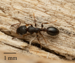 Leptothorax
