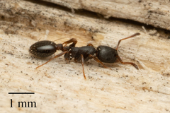 Leptothorax