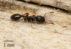 Leptothorax