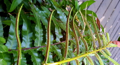 Parablechnum camfieldii image