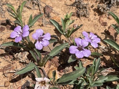 Dyschoriste decumbens