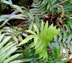 Blechnum wattsii