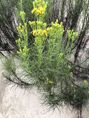Senecio blochmaniae
