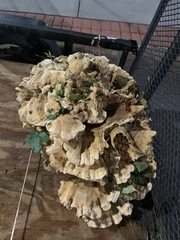 Bondarzewia berkeleyi