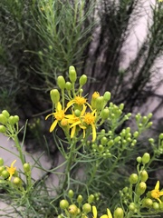 Senecio blochmaniae