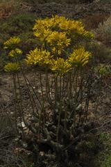 Tylecodon cacalioides