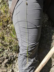 Carex atrosquama