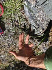 Carex atrosquama