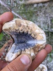 Hydnellum suaveolens