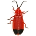 Bloody Net-winged Beetle - Photo (c) Mike Quinn, Austin, TX, some rights reserved (CC BY-NC), uploaded by Mike Quinn, Austin, TX