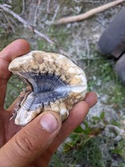 Hydnellum suaveolens