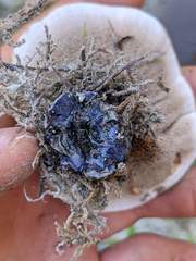 Hydnellum suaveolens