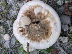 Hydnellum suaveolens