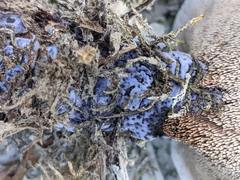 Hydnellum suaveolens