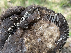 Poronia erici