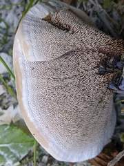 Hydnellum suaveolens