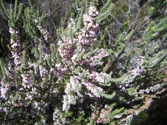 Erica deflexa