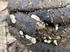 Poronia erici