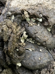 Poronia erici
