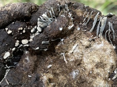 Poronia erici