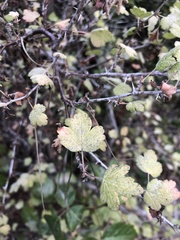 Ribes divaricatum pubiflorum