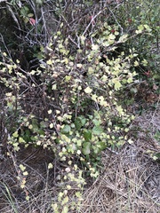Ribes divaricatum pubiflorum