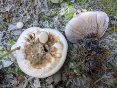 Hydnellum suaveolens