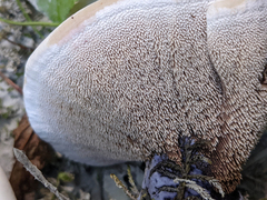 Hydnellum suaveolens