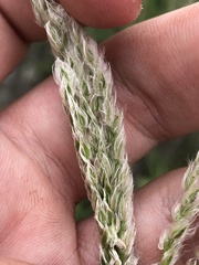 Digitaria californica