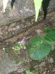 Peperomia asarifolia