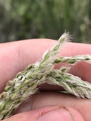 Digitaria californica