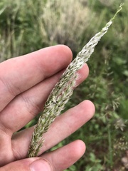 Digitaria californica