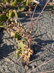 Lepidium virginicum menziesii