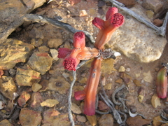 Crassula pyramidalis