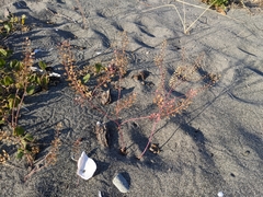Lepidium virginicum menziesii