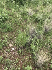 Digitaria californica