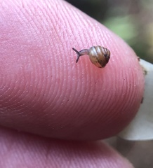 Euconulus