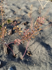 Lepidium virginicum menziesii